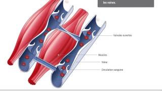 Guide Pathologie  Insuffisance veineuse [upl. by Lotson966]