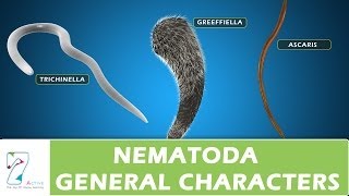 Nematoda General Characters [upl. by Richardson]