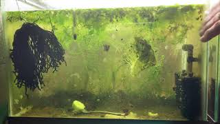 Scuds Daphnia Cherry Shrimp Copepods My aquatic food culture [upl. by Asseret]