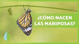 Cómo nacen LAS MARIPOSAS 🦋 Tipos hábitat y Curiosidades [upl. by Euh]