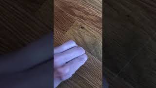 How to fix laminate flooring scratches [upl. by Neddy]