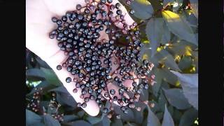 Guide To Growing Elderberry  Permaculture Plants [upl. by Takakura]