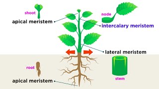 Types of Plant Cells [upl. by Roselin]