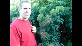 Elderberry  Should YOU Plant One [upl. by Lenni]