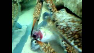 Crab eats fish alive [upl. by Aliban]