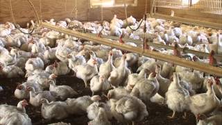 Monitoring and Maintaining Chicken Health [upl. by Malinde]