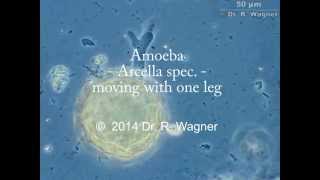 Arcella gibbosa just another Amoeba [upl. by Nawj]