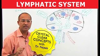 Basics amp Structures of the Lymphatic System [upl. by Erdnoid70]