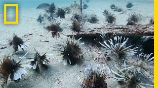 Divers Fight the Invasive Lionfish  National Geographic [upl. by Ahsial]