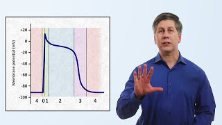 Cardiac Muscle Action Potential Diagram EXPLAINED [upl. by Janeva176]