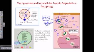 Autophagy [upl. by Yadsendew]