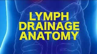 Lymph Anatomy amp Drainage  USMLE [upl. by Esadnac]