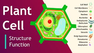 Plant cell Structure and Function  Plant Cell Model  Basic Science Series [upl. by Anaeirb]