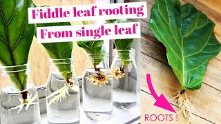 Fiddle leaf fig rooting from single leaf [upl. by Katee]