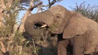 Sound of the African Bushveld Elephants  AFRICAN WILDLIFE [upl. by Ahsinan]