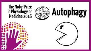 Autophagy  Nobel Prize in Physiology or Medicine 2016 [upl. by Alroy805]