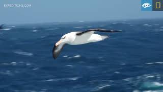 Blackbrowed Albatross  Year of the Bird  Lindblad ExpeditionsNational Geographic [upl. by Nwahsuq]