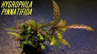 Beginner Aquarium plants that experts use Hygrophila Pinnatifida [upl. by Ganiats245]