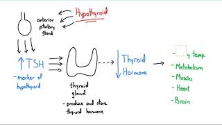 Synthroid Explained in 4 Minutes [upl. by Nahguav]