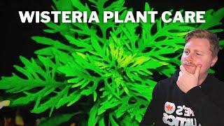 How To Grow Propagate and Care for Water Wisteria  Hygrophila Difformis [upl. by Enier]