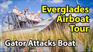 Everglades Airboat Tour  Extreme Alligator Encounter Ensues [upl. by Eltsyrc39]