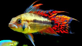 Top 5 Centerpiece Fish for your small to medium sized Community Aquarium [upl. by Algie]