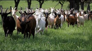 La ferme des trois chênes  Ten fais tout un fromage [upl. by Babbie512]