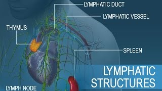 Dr Wakelee on Using Lymph Nodes for Lung Cancer Staging [upl. by Haraz]