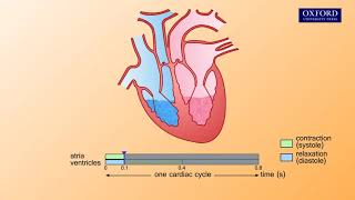 Animation E1 32 The cardiac cycle [upl. by Issie]