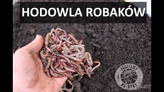 Oszczędzaj na robakach  HODOWLA DENDROBENY  Wędkarski Coach [upl. by Alatea]