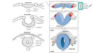 CNS Embryology [upl. by Marty]