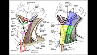 How to explore lymph nodes on ENT [upl. by Nevad]