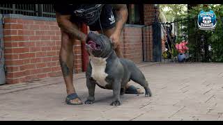 Top Show American Bully Pocket Semn Bloodline Big Dogs Romania Kennel [upl. by Nelli332]