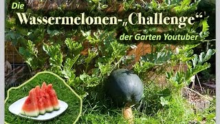 Extraorbitant süße Wassermelonen erfolgreich anbauen und ernten  Wassermelonen Challenge 3 [upl. by Aivilo]