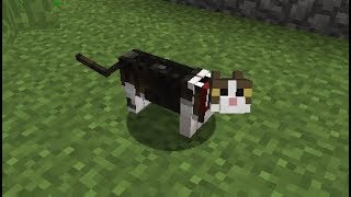 ✅ Minecraft How to Tame a Cat Fast amp Easily Best Method [upl. by Azeria898]