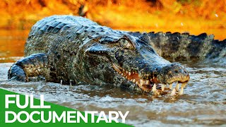 Wildlife  Episode 2 Crocodiles Alligators Caimans amp Gharials  Free Documentary Nature [upl. by Yruama311]