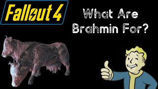 What Are Brahmin For  Fallout 4 [upl. by Verne]