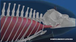 How Whales and Dolphins use Echolocation What is it  Fun Fact Fridays TERRA AZUL™ [upl. by Stilwell]