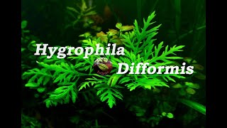 Hygrophila difformis Water Wisteria [upl. by Nahtahoj]