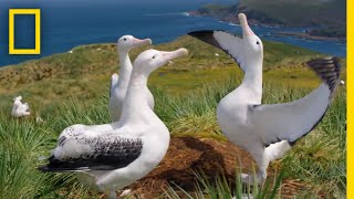 Albatrosses LifeLong Bond Begins With Elaborate Courtship – Ep 3  Wildlife Resurrection Island [upl. by Trebo741]