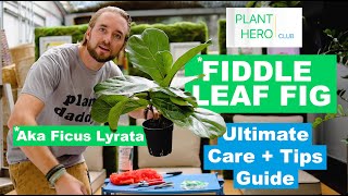 Fiddle Leaf Fig  PLANT HERO ULTIMATE Care  Tips Guide To Growing A Thriving Ficus Lyrata Tree [upl. by Eelnayr551]