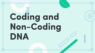 Y1112 Biology Coding and NonCoding DNA [upl. by Alcock380]