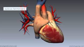 Coronary circulation of the heart [upl. by Hareehahs]