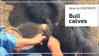 HOW TO CASTRATE A BULL CALF [upl. by Adal488]