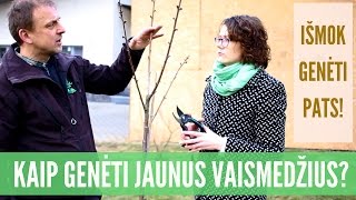 Kaip genėti jaunus vaismedžius  pažiūrėk ir išmok [upl. by Delfeena980]