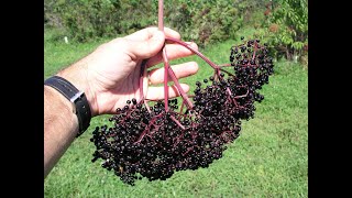 Growing Elderberries in Missouri [upl. by Etnasa]