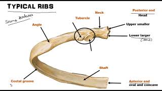 Ribs  Osteology World of Anatomy [upl. by Shum835]