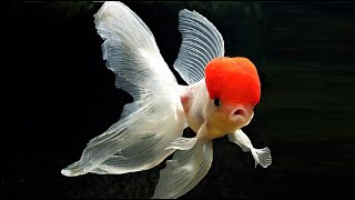 10 Most Beautiful Goldfish Species in the World [upl. by Reube]