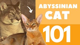 The Abyssinian Cat 101  Breed amp Personality [upl. by Udall]