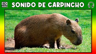 SONIDO DE CARPINCHO 🐗 [upl. by Legin934]